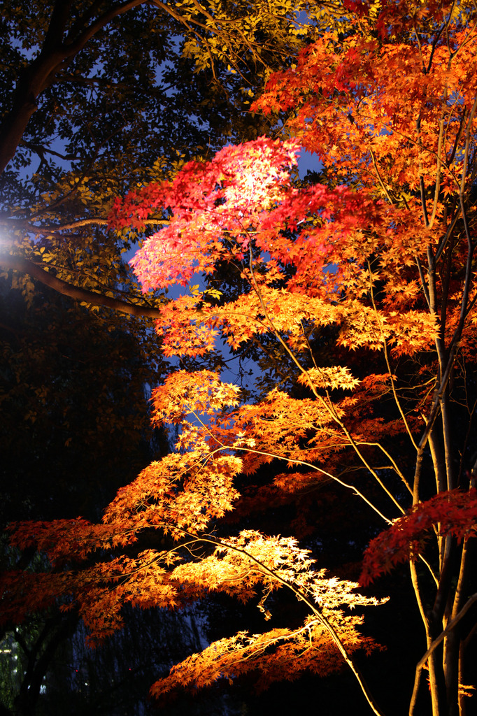 紅葉＠清澄庭園