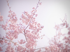 桜のキヲク_01