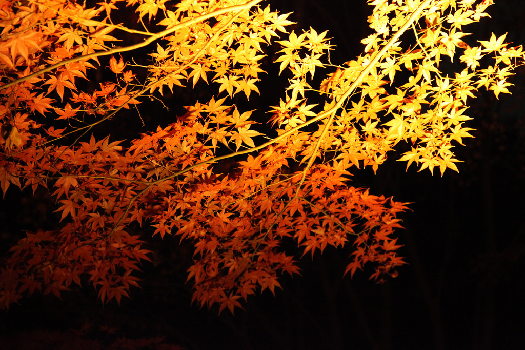 紅葉＠清澄庭園