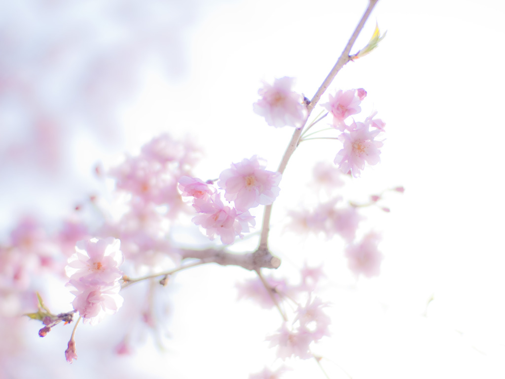 sakura_03