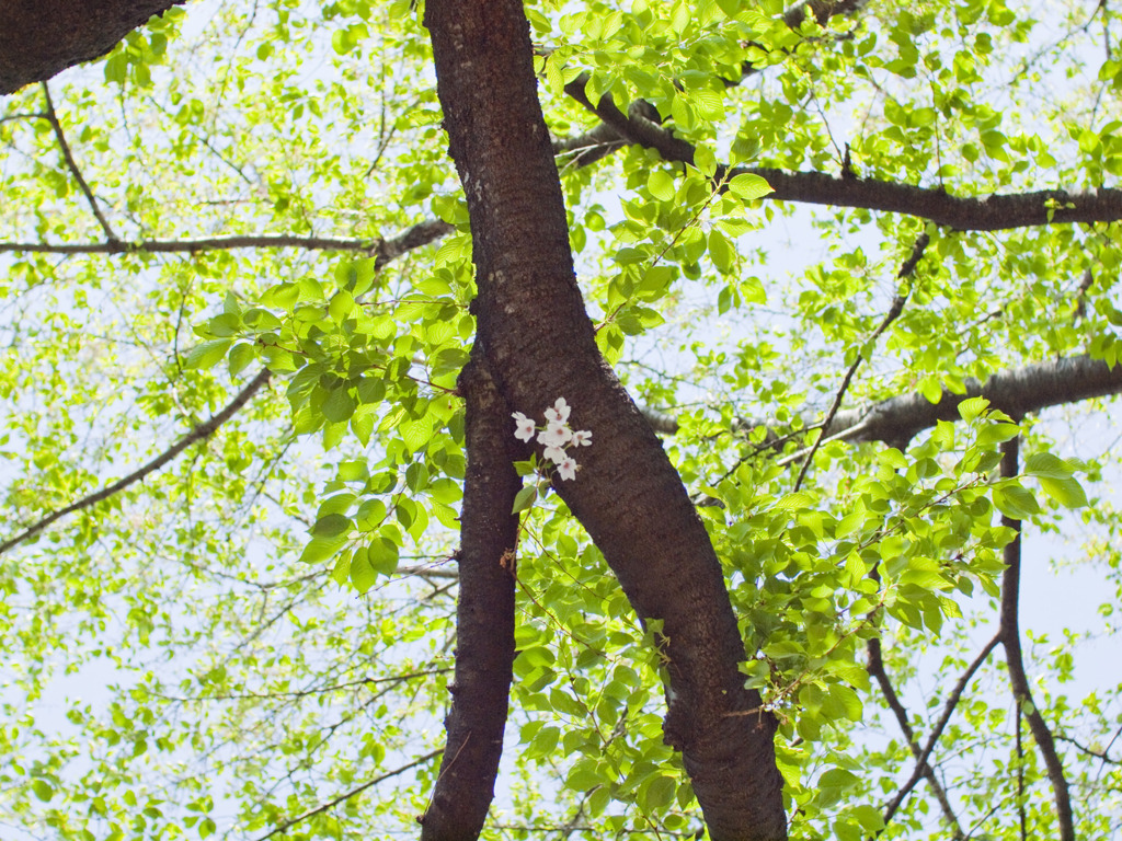 のんびり屋の桜