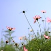 秋香る　〜コスモス〜