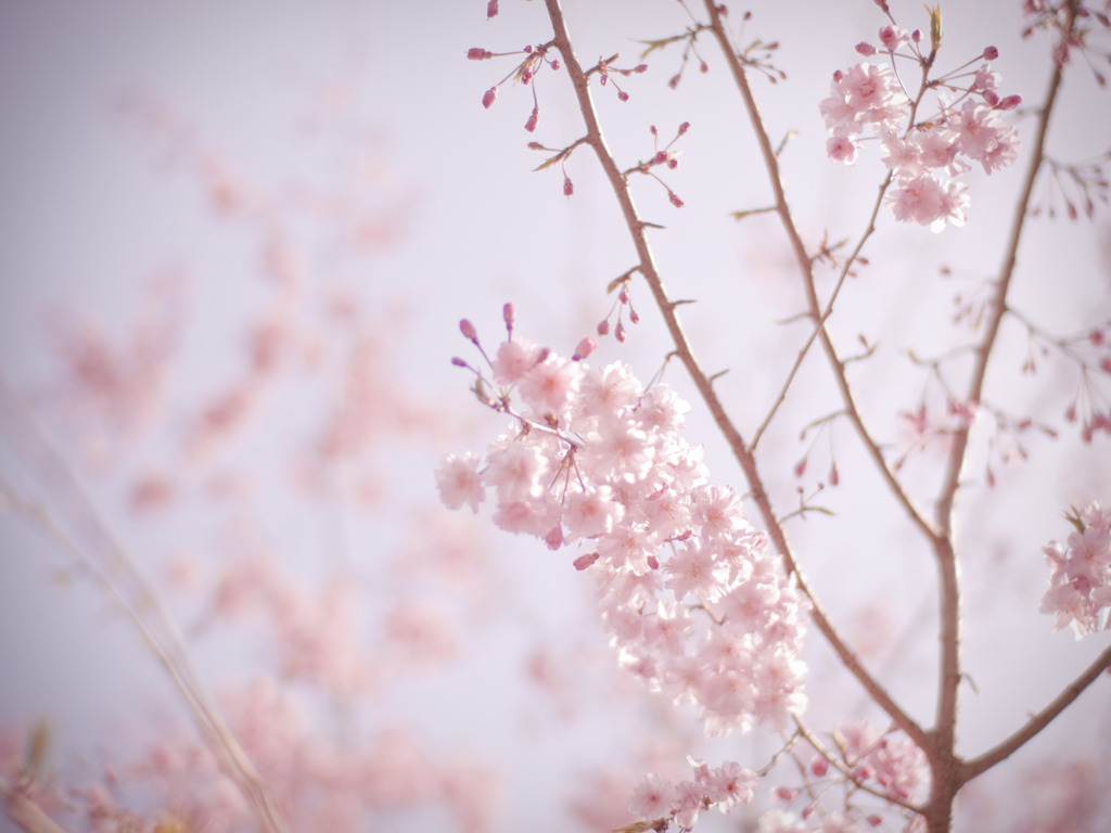 桜のキヲク_03