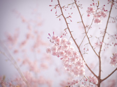 桜のキヲク_03