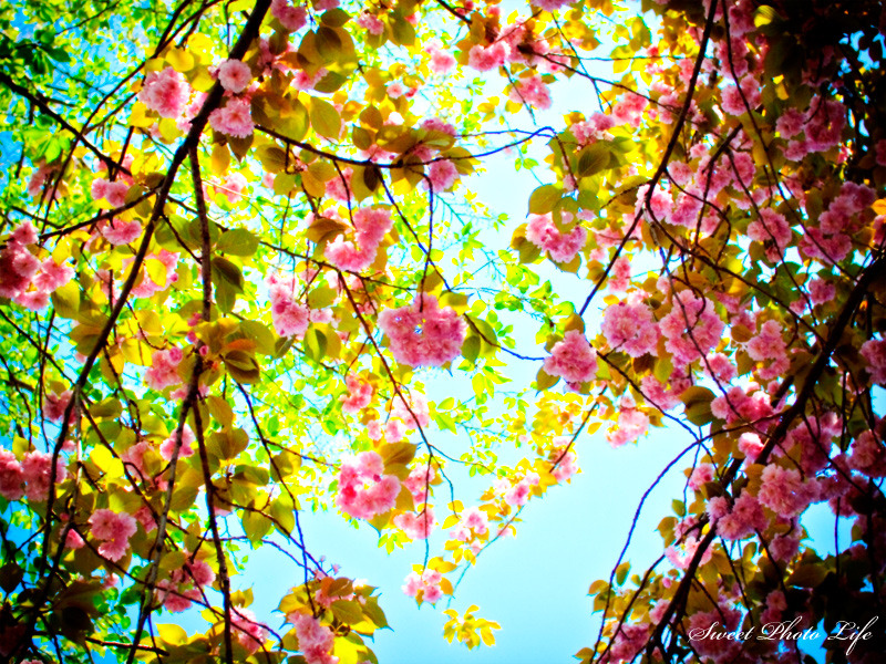 こんな八重桜もありですか？