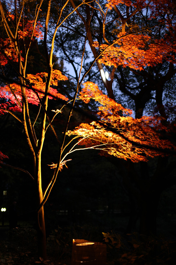 紅葉＠清澄庭園