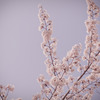 桜のキヲク_04