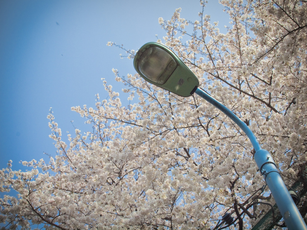 街灯と桜