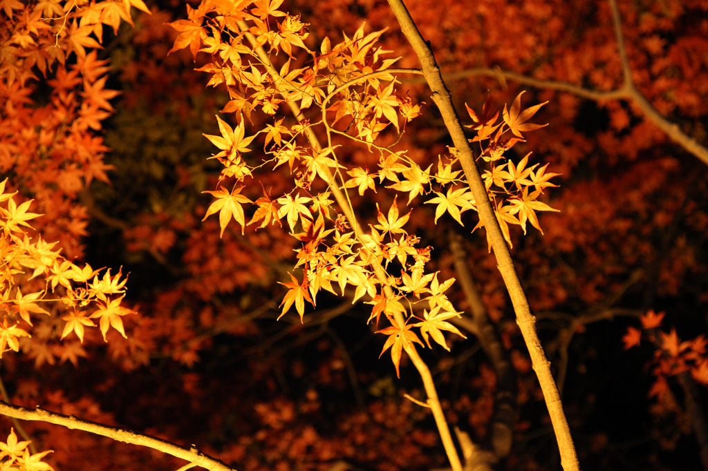 紅葉＠清澄庭園