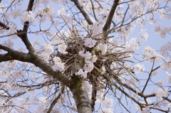 桜の巣