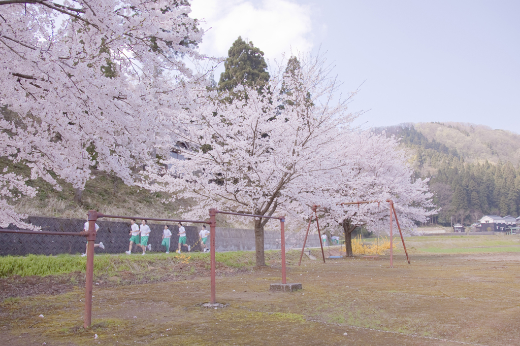 淡い青春桜