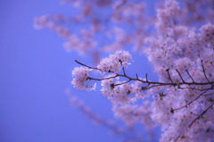 桜色と空色