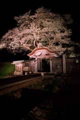 遺跡夜桜
