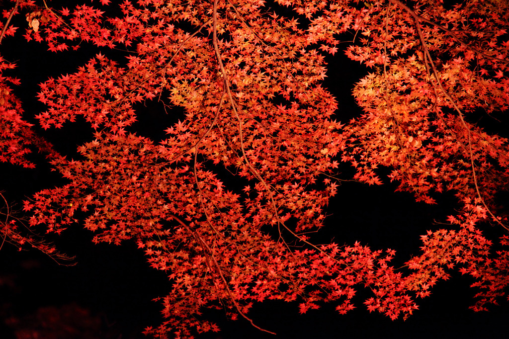山粧う
