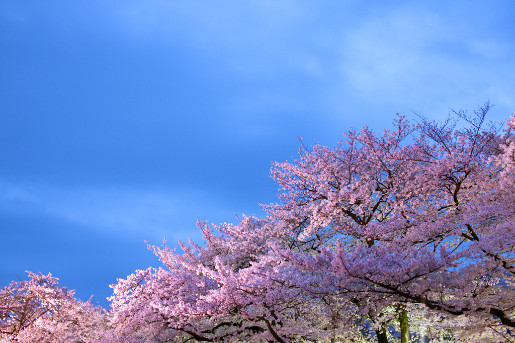 桜花爛漫