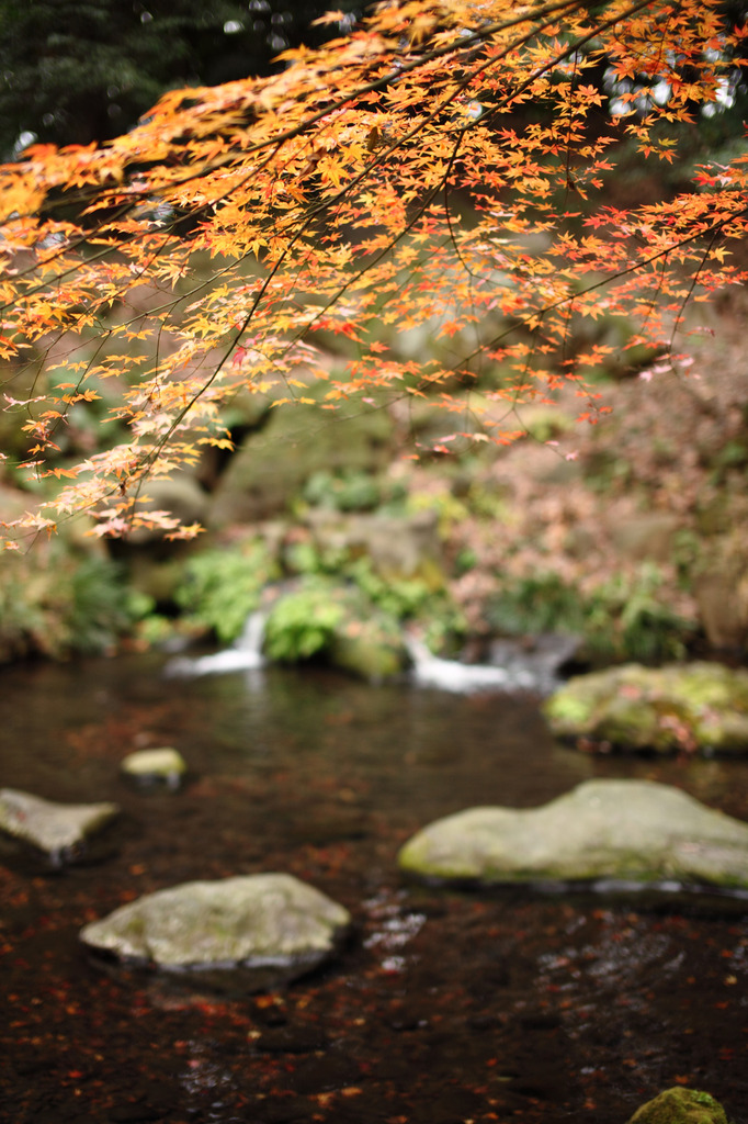 彩りの水辺