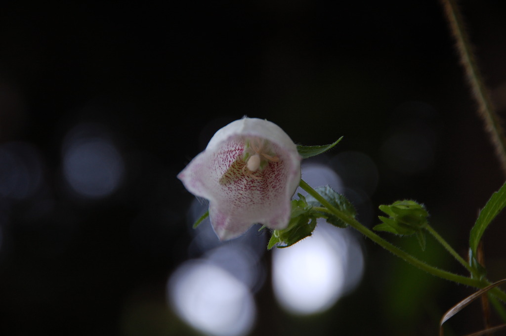 2009-07-07_028_DSC_7029