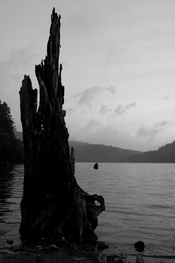 湖に佇む枯木