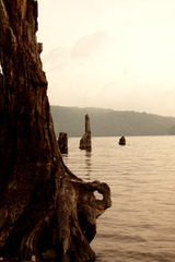湖に佇む枯木2
