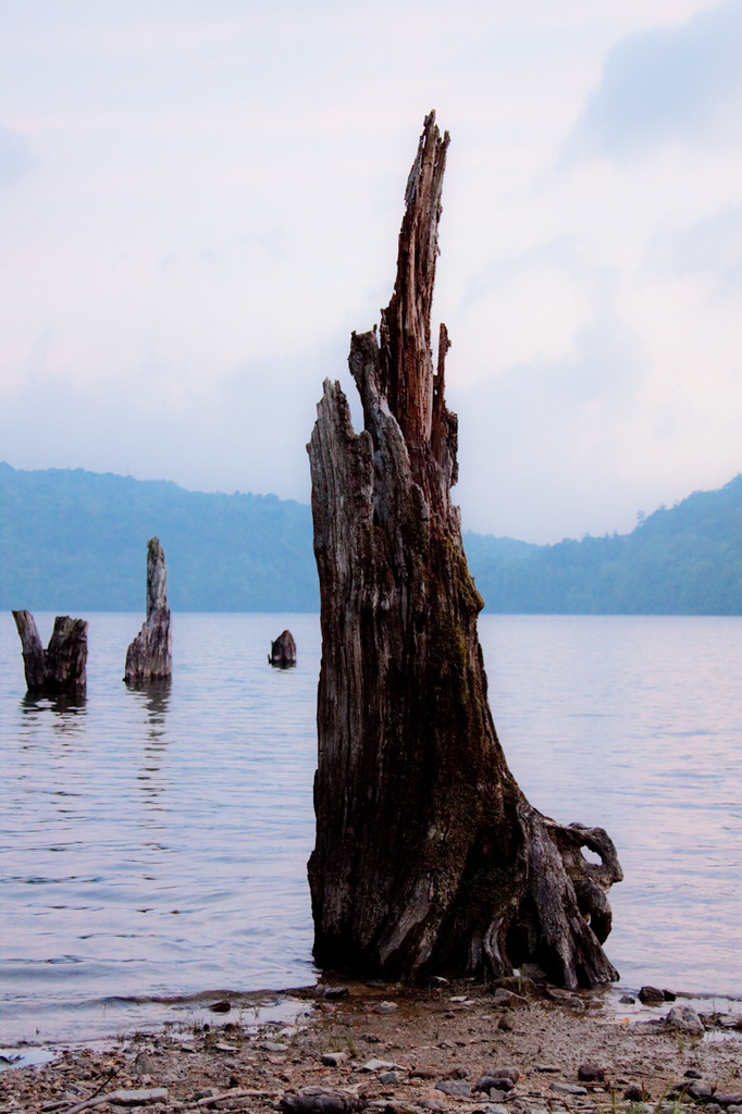 湖に佇む枯木