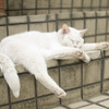 ねむそうなネコ