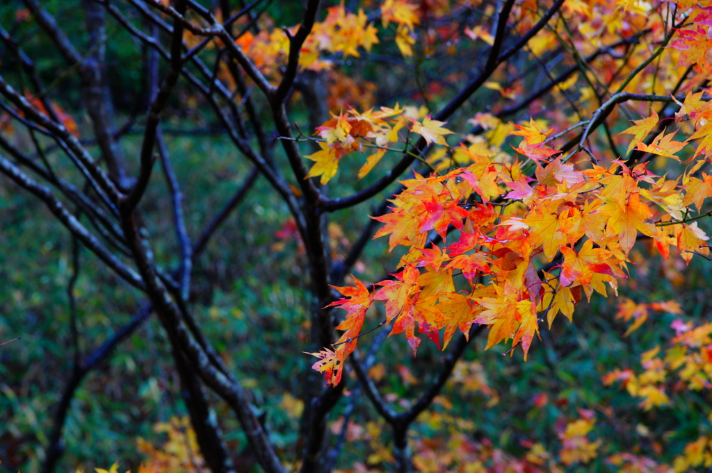 紅葉