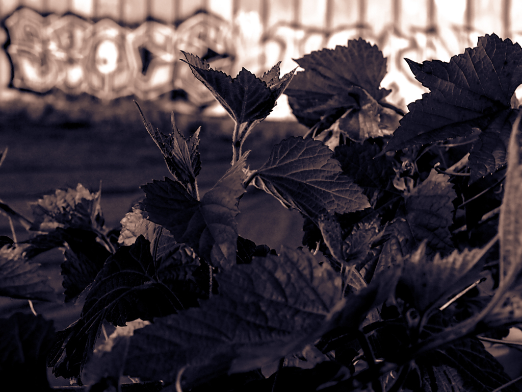 E-M10追悼かろうじて無事だったレンズチェック5