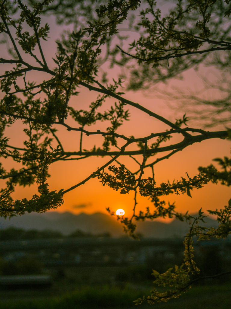 春の夕日