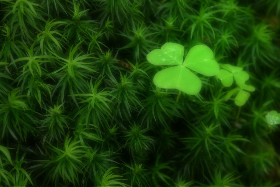 スギゴケとクローバー