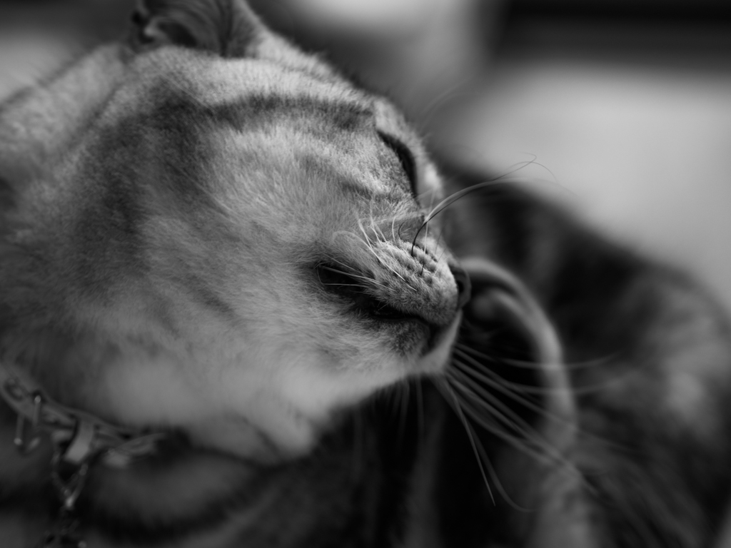掻き老猫
