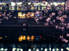 桜からの都橋商店街