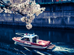 野毛桜　酔っぱらいを監視中