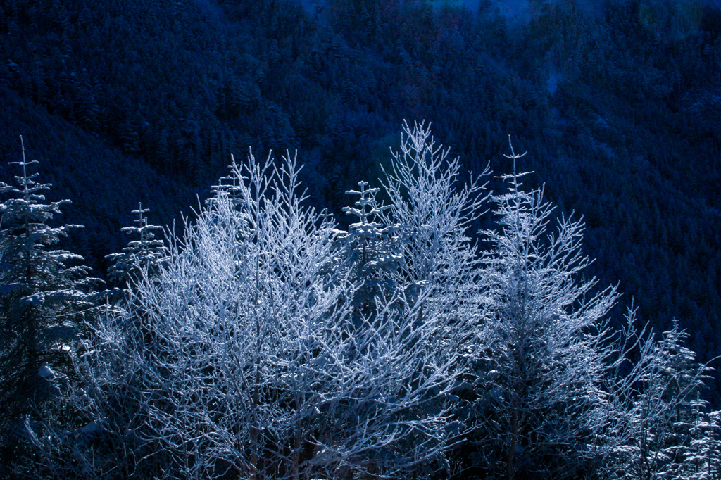 南八ヶ岳　霧氷