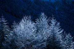 南八ヶ岳　霧氷