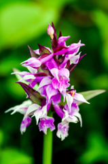 八幡平　ハクサンチドリ