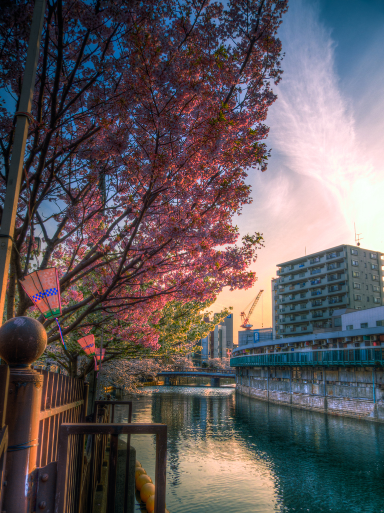 在庫処分　野毛桜