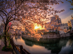 野毛桜の夕日