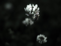 モノクロレンゲ