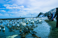 鳥多すぎ　八戸