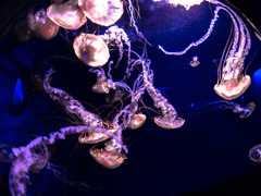 江ノ島エイリアン