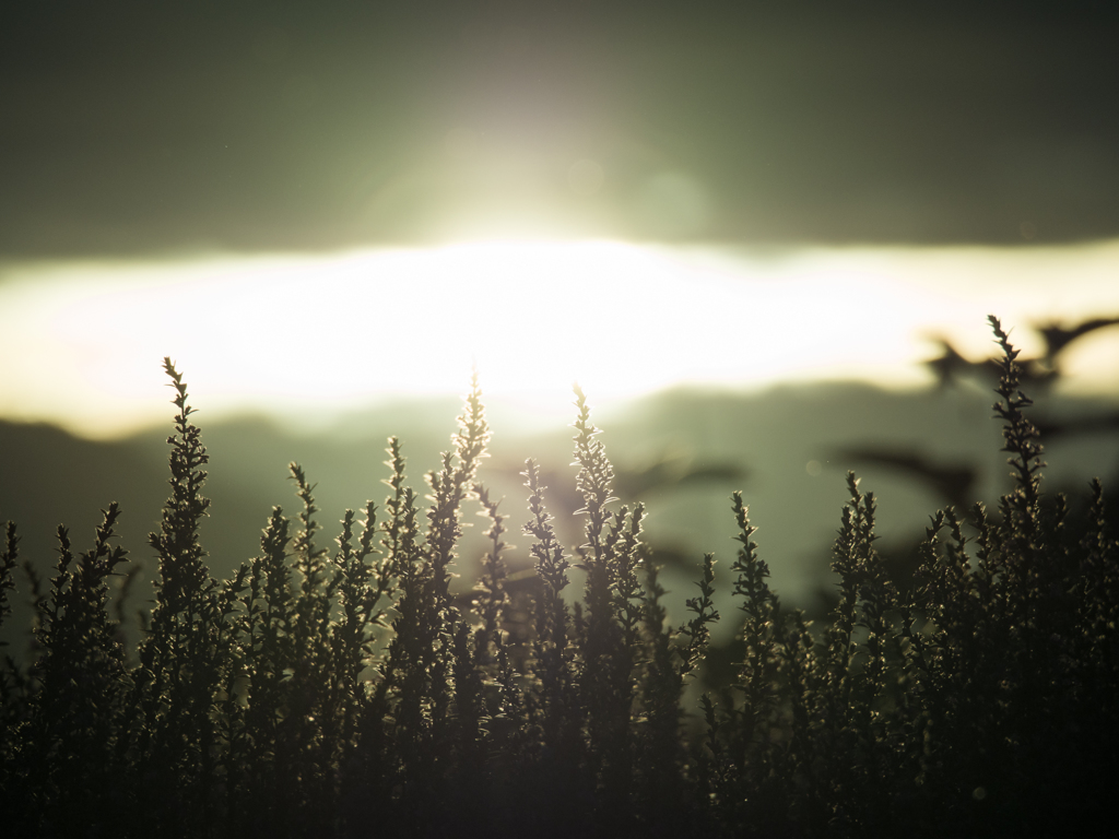 夕日と稲