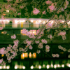 野毛　夜桜