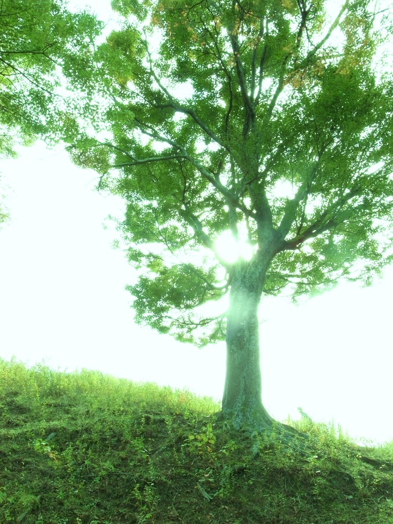 光