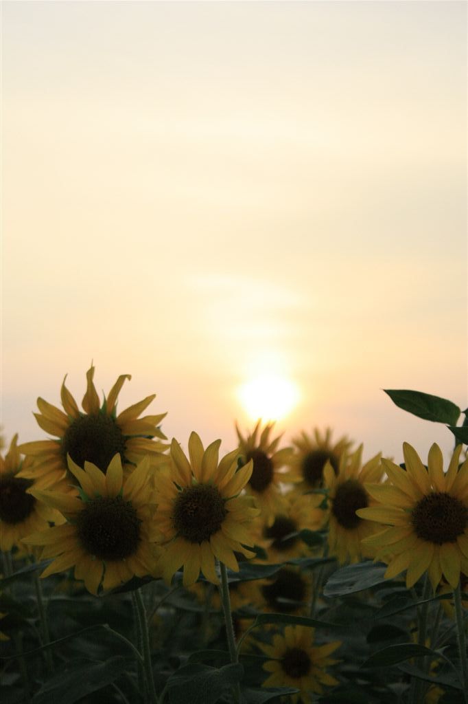 夏のおわりⅠ