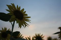 夏のおわりⅡ