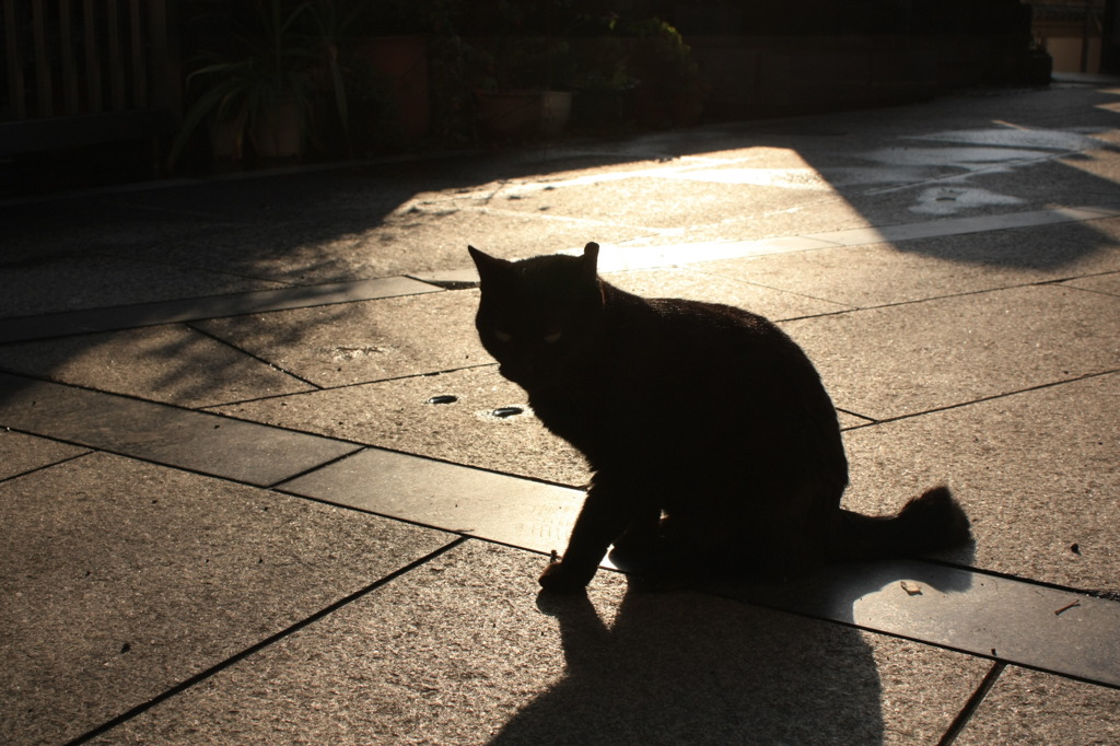 谷中のクロねこ