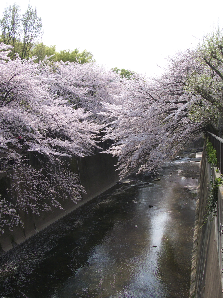 川と桜