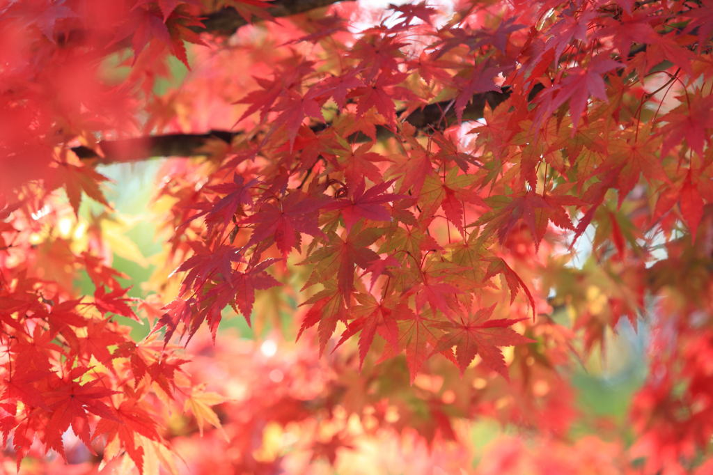 万博公園　紅葉