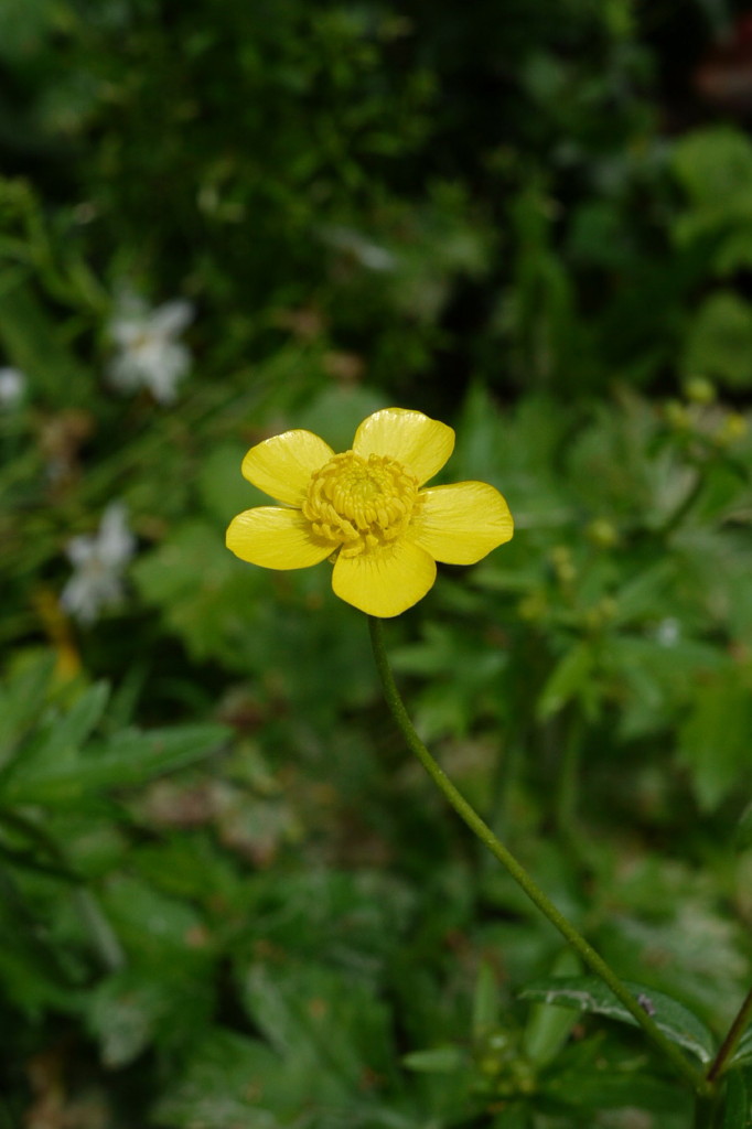 P1000370a