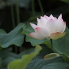 IMG_3495a